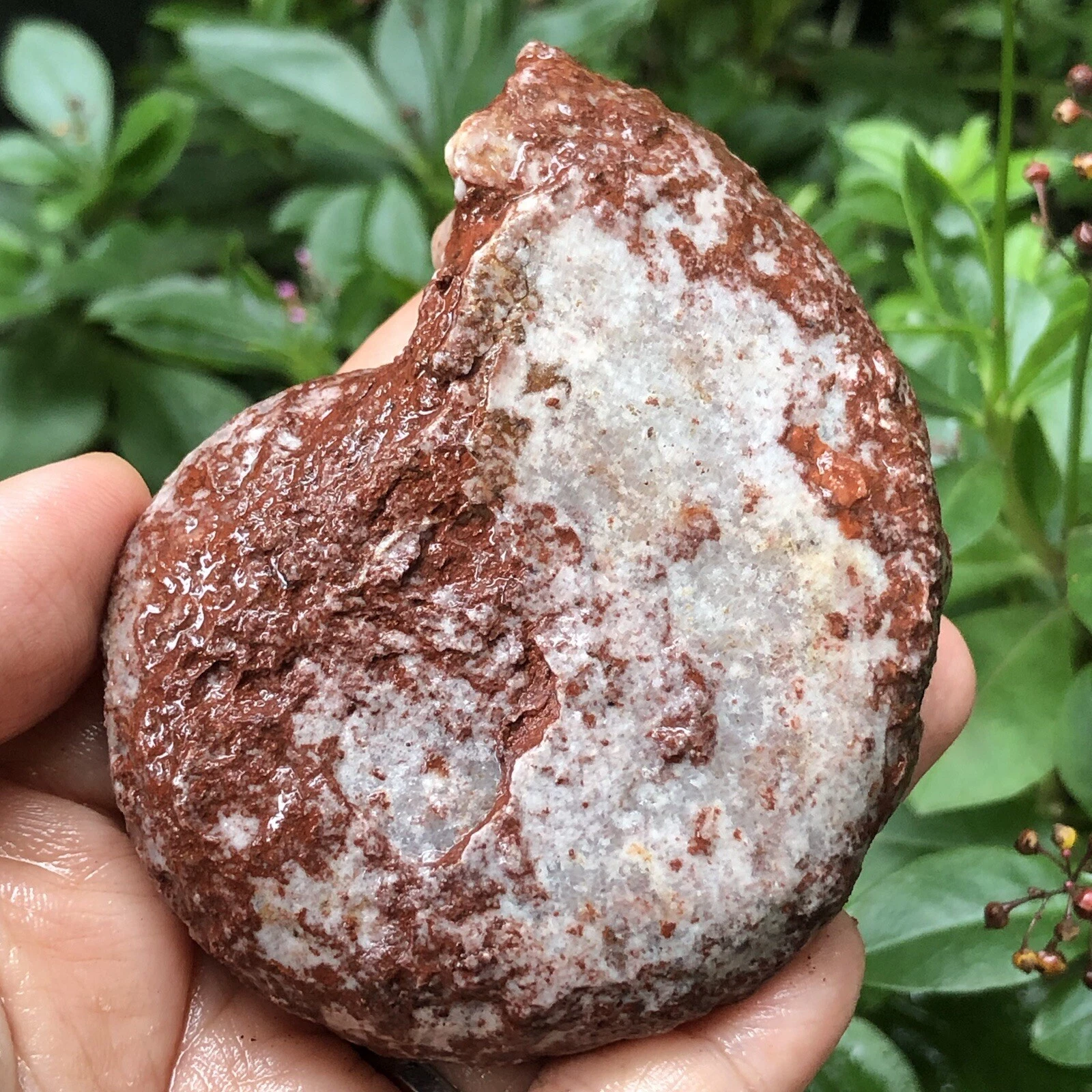 153gr 驚くべきペルミアン 全体 ラフ 薄い アンモナイト 化石 モルスカ - 画像2/11