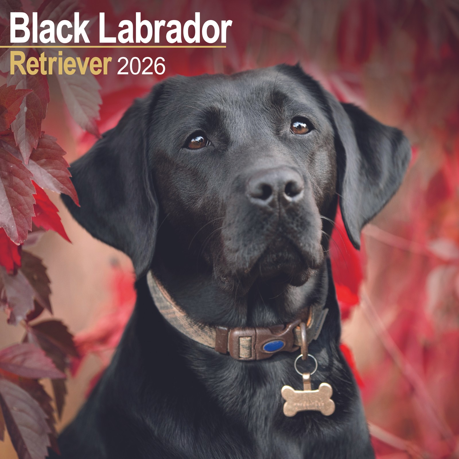Labrador Retriever Black Wall Calendar 2026