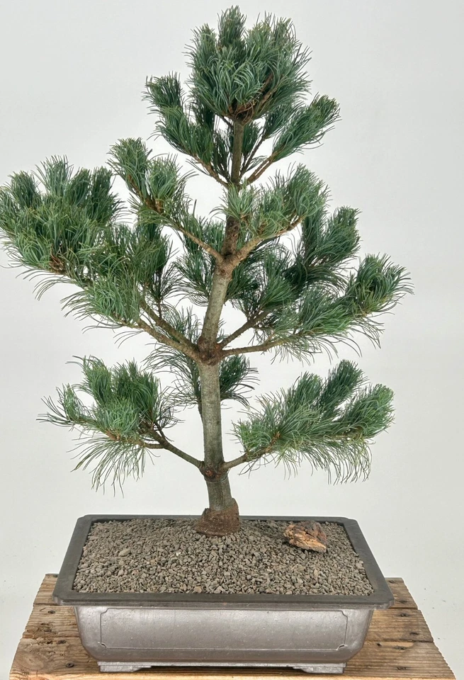 Japanese White Pine Bonsai Tree 28"H Outdoor Evergreen Pinus Parviflora Bergman - Image 2 of 3