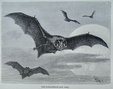 c1893 Antique Bat Print THE BARBASTELLE BAT Royal Natural History by Lydekker