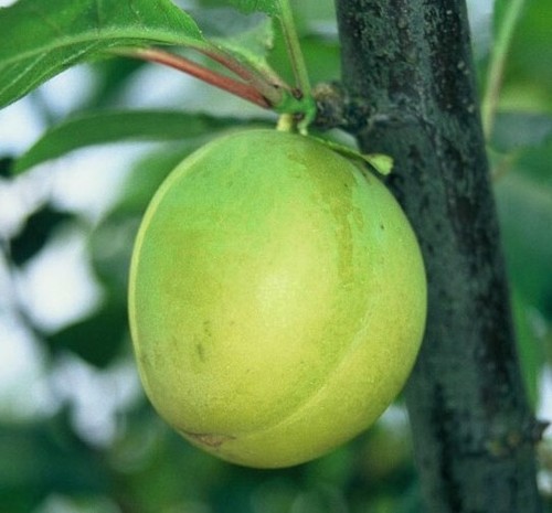 Oullins Reneklode Eierpflaume Pflaumenbaum Zwergbaum Buschbaum Halbstamm Hochst. - Bild 20 von 22