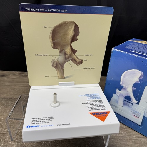 Merck Vioxx Hip Model Anatomic Hip Display Model scatola originale - Foto 6 di 11
