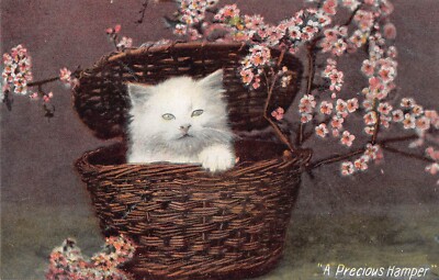 POSTKARTE - EIN KOSTBARER KORB - NIEDLICHES WEISSES KÄTZCHEN - UNBESPIELT - JWB - BLÜTE