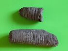 2 Beautiful Natural Trilobite Fossil, 500 Million Year Old Genuine Arthropod