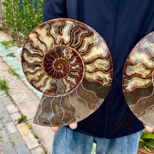 4.47LB Natural Fossil Snail Agate Fancy Cabochon Gemstones - 第 5/10 張圖片