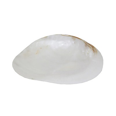 beachcombers coastal life Large Shell Trinket Dish Novelty Decor