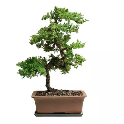 Green Mound Juniper Bonsai Outdoor Plant in Ceramic Bonsai Pot Container, 8-Year