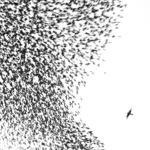 WILCO SKY BLUE SKY ウィルコ レコード LP 71m4wpEpMVL.jpg