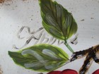 Picture 5 of 9