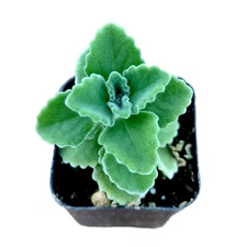 Plectranthus amboinicus - Comfort Plant, Cuban Oregano Succulent Plant