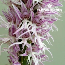 ORCHIS ITALICA "NAKED MAN" EUROPEAN TERRESTRIAL ORCHID POTTED