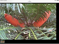 *5*RARE*SEEDS*ENCEPHALARTOS  GRATUS***CYCAD**FREE SHIPPING***