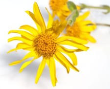 Arnica oil triple macerated- Extra strong Arnica oil