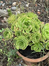 Huge Green Aeonium succulent Plant With 10 rosettes with Roots, 15” Tall, rooted