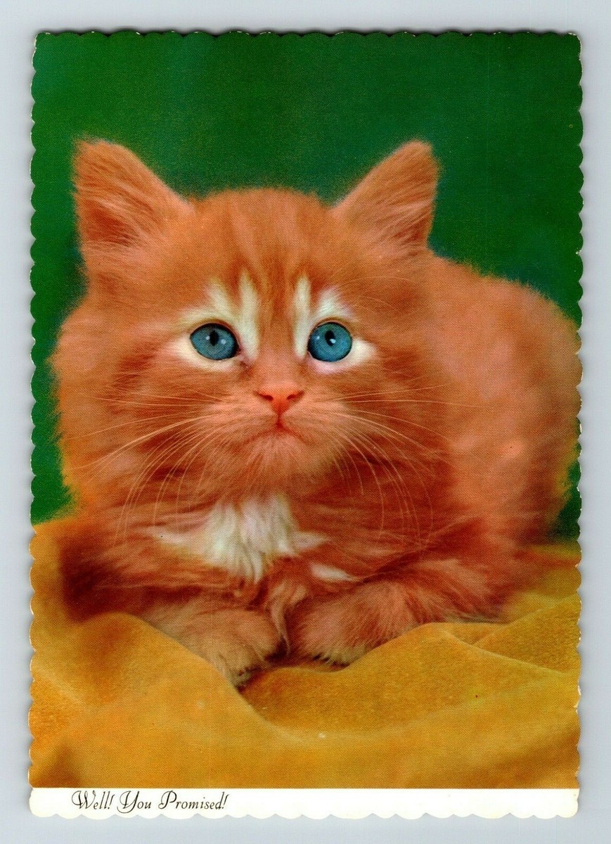 アンティーク　ポストカード#028 a10 Postcard 1960's Orange Cat Bright Blue Eyes 597a | eBay