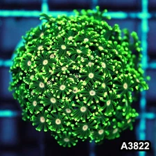 Item#A3822IN3822(S) WYSIWYG Indo Ultra Pink Eye Alveopora Colony