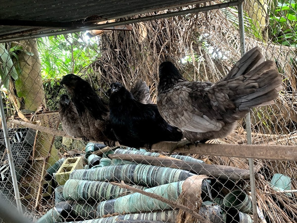 6 x blue laced Wyandotte bantam hatching eggs – The Hatch Shed