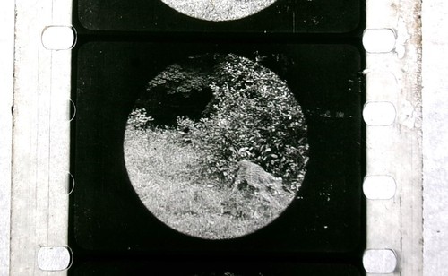 Vintage 1920s(?) 35mm comedy film Hunting in AFRICA - Picture 9 of 19