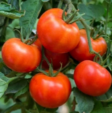 Tomato WISCONSIN 55 Indeterminate Heirloom Early Producer Non-GMO 60 Seeds!