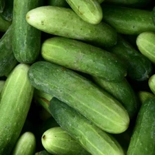 MARKETMORE 76 CUCUMBER SEEDS 100 Vegetable GARDEN planting NON-GMO FREE SHIPPING