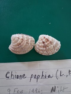 Chione paphia set of two 22 23 mm Fantastic Sculpture and data Private Collectio
