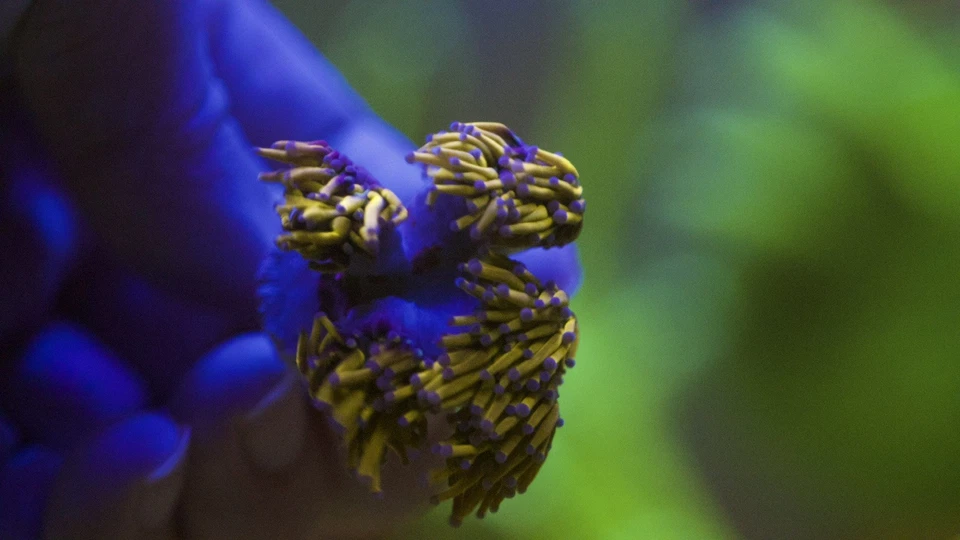 Gold Torch Coral – Indo Stunning Yellow Tentacles with Purple Tips (WYSIWYG)  - Image 2 of 2
