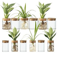 Glass Plant Propagation Stations for Plants Set of 6 Large 6 Small 12
