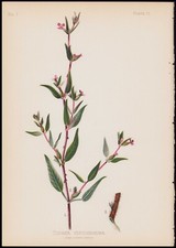 1879 Meehan Antique Botanical Print Cuphea Viscosissima - Blue Wax  Weed #11