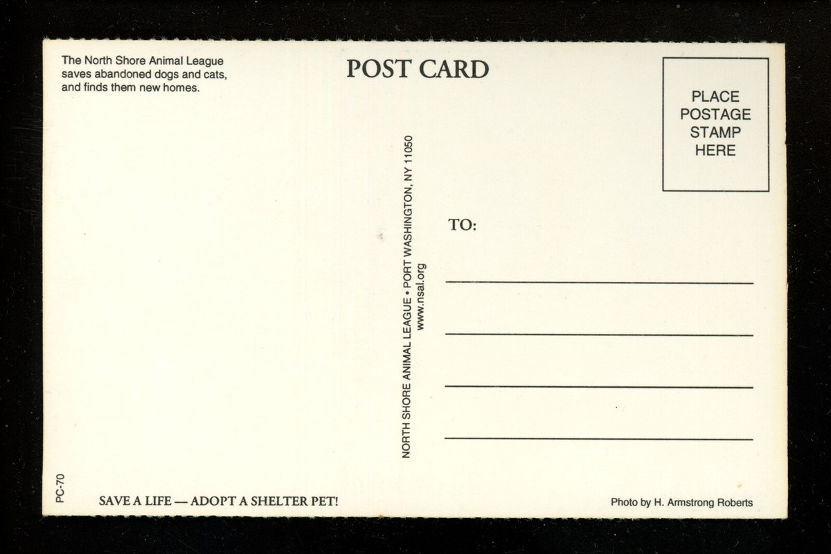Dog puppy postcard North Shore Animal League Adoption chrome