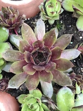 Sempervivum Hens And Chicks Succulents One Plant 2-3 Inches Red Form