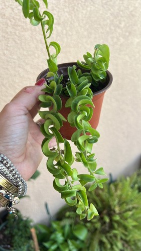 hoya Baby Indu Rope In Vase Rooted - Picture 9 of 10