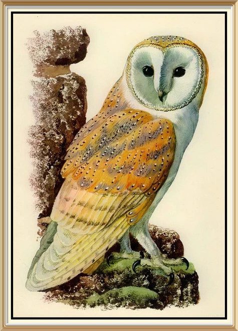 Juego de 10 impresiones artísticas litográficas de naturaleza de aves originales de 1947 de Charles Tunnicliffe Foto 2 de 4