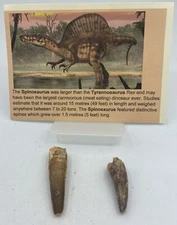Spinosaurus Teeth Dinosaur F0SSIL Before T Rex Cretaceous K314