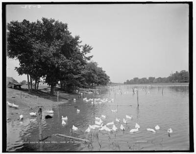 Grosse Isle duck farm, home of the breeders c1900 Old Photo
