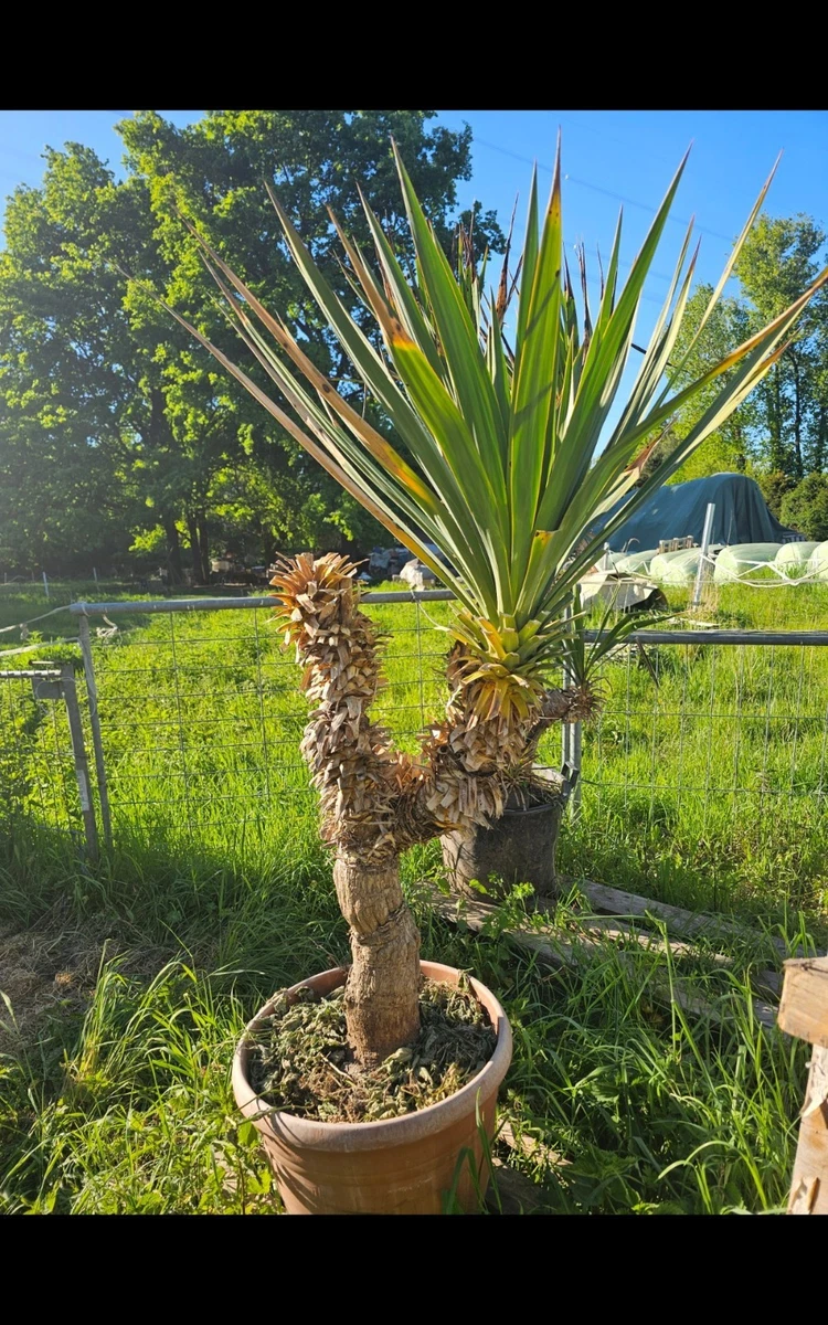 Yucca Gloriosa online kaufen | eBay.de