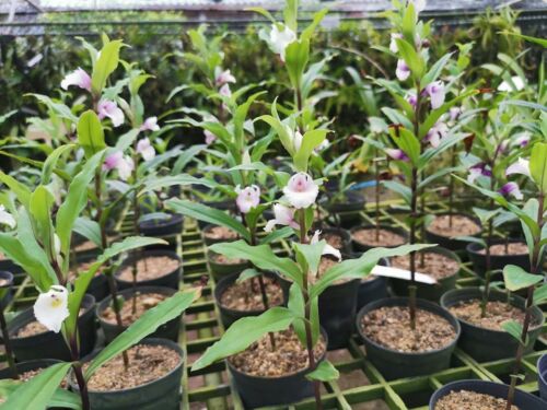 Zwiebel Terrestrische Orchidee Brachycorythis Henryi Arten Pflanze + PHYTO Zertifikat - Bild 3 von 6