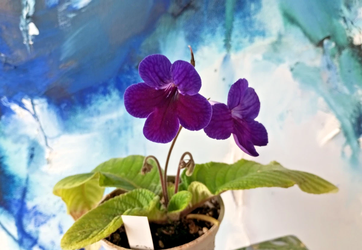 Streptocarpus-Zimmerpflanzen online kaufen | eBay.de