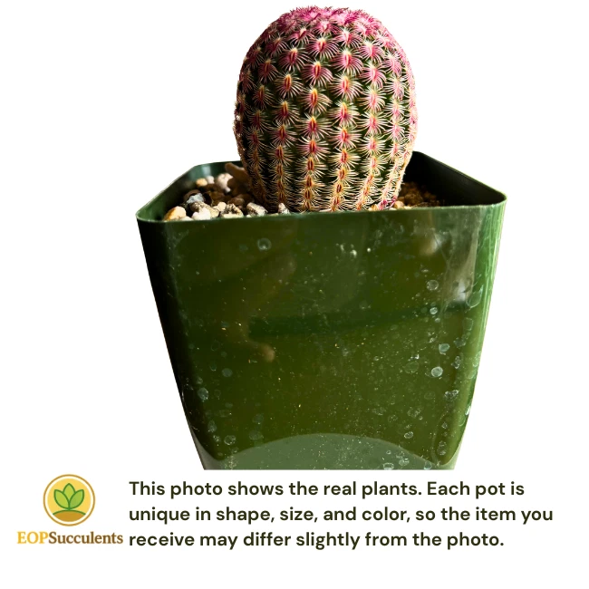 Rare Rainbow Cactus – 2" Echinocereus rubispinus, 3.5” Pot Live Succulent Plant - Image 4 of 4
