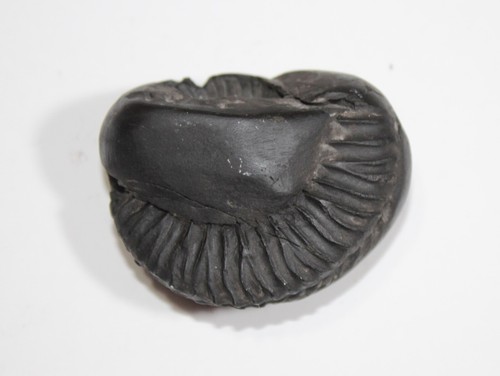 Mahalaxmi / Xmi Shaligram wt-93 grammi taglia 2,00 pollici - Foto 2 di 4