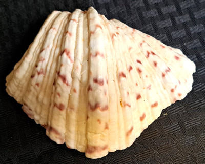 Vintage 1960's Genuine Bear Paw Hippopus Clam 1/2 Seashell SOAP/TRINKET DISH 