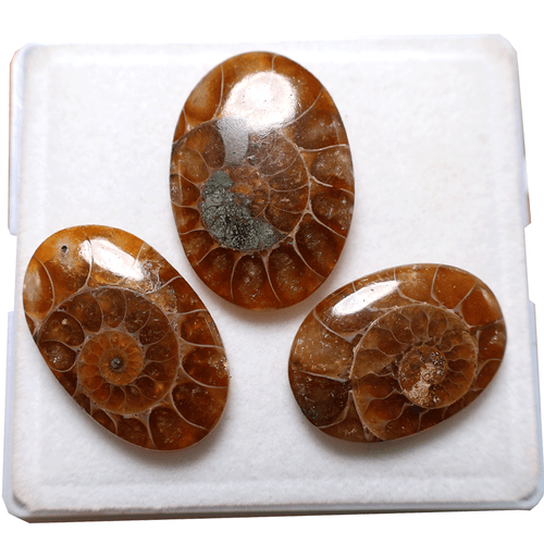 3 PC Natural Ammonite Fossil Untreated 25-30mm Oval Cabochon Gemstones~ 74.7 CTS - Picture 5 of 10