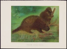 1904 Lang Original Antique Chromolithograph Print Porcupine, Erethizon Dorsatus