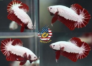live betta fish ebay
