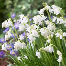 Easy to Grow Spanish Bluebells Hyacinthoides White 10 Bulbs, Spring Zone 3-8