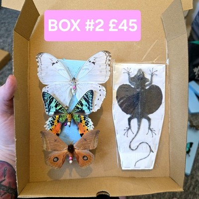  STARTER BOX #2 MIXED SPECIMEN BOX *READ DESCRIPTION*