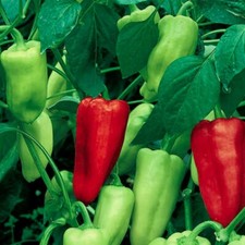 Sweet Pepperoncini Pepper Seeds  NON-GMO  Heirloom  Fresh Garden Seeds