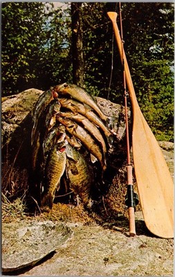 Vintage 1960s Minnesota Greetings Postcard ''A GOOD DAY'S FISHING'' Northern Minn.