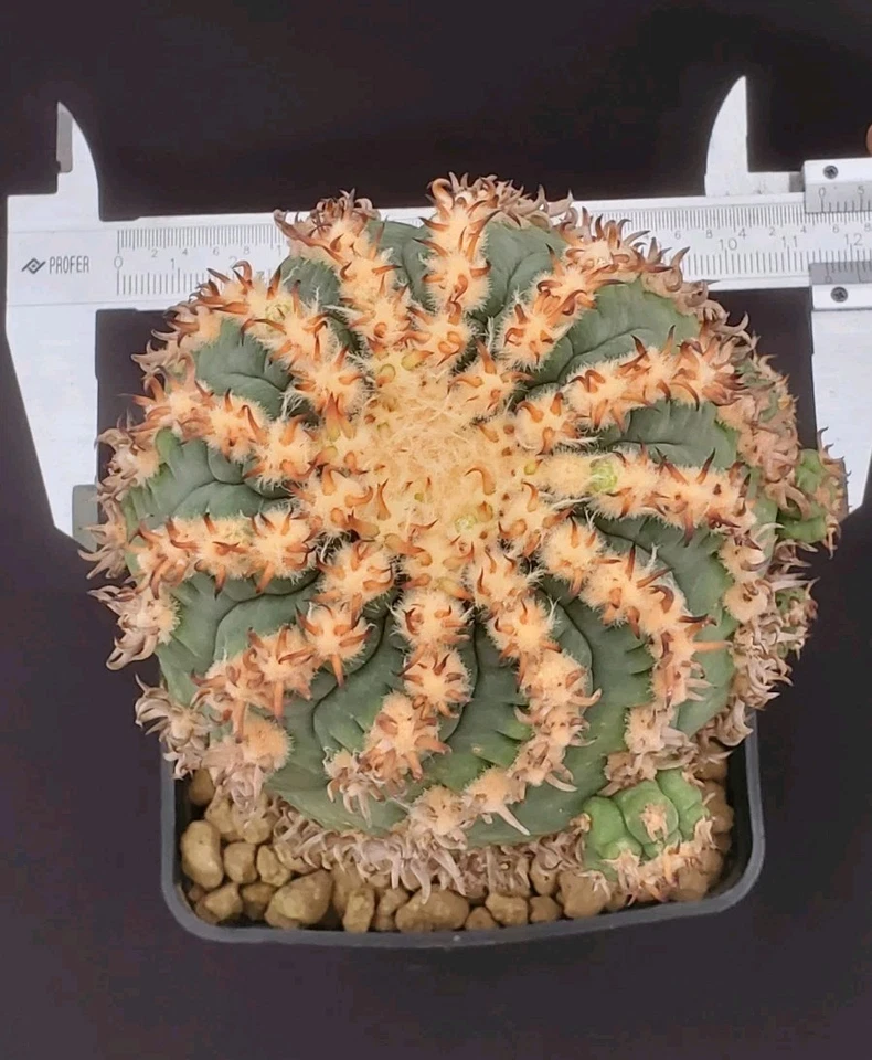 Gymnocalycium spegazzinii var. unguispinum (XXL) SELECTION 'Eagle Claw' 🦅 SPINE - Imagen 4 de 4