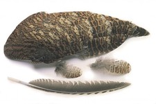 Woodcock Wings Natural, Fly Tying Feathers