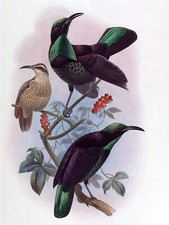 Tropical Bird D. Elliot Accent Tile Mural Kitchen Bathroom Backsplash Ceramic